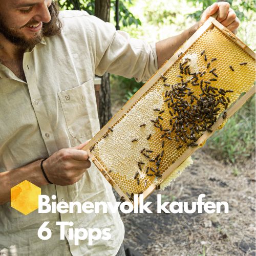 bienenvolk-kaufen-6-wichtige-tipps-f-r-dein-eigenes-bienenvolk-beegut