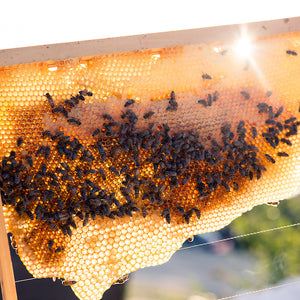 Was ist wesensgemäße Bienenhaltung? Ein Demeter-Imker klärt auf