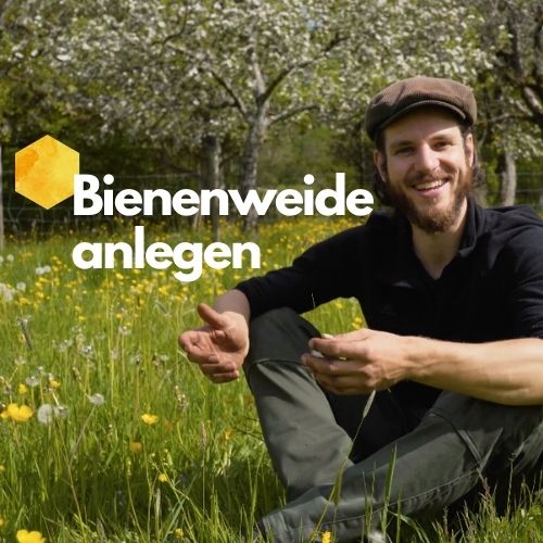 Bienenweide Anlegen Schritt-für-Schritt Anleitung (mit Video) | Beegut