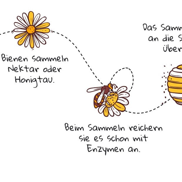 Wie entsteht Honig? So wird er gemacht, einfach erklrt  beegut.de