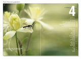 WILDBIENENHELFER: Wildbienen und Blühpflanzen - Gebundene Ausgabe