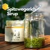 Rezept: Spitzwegerich Sirup / Saft