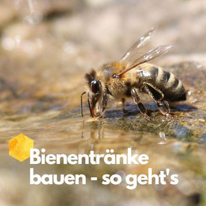 Bienentränke selber bauen – so einfach geht's!