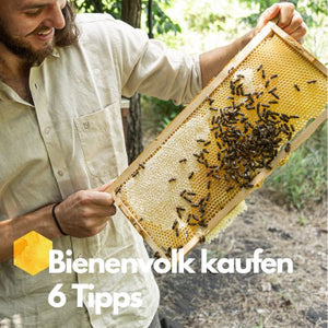 Bienenvolk kaufen, 6 wichtige Tipps für dein eigenes Bienenvolk