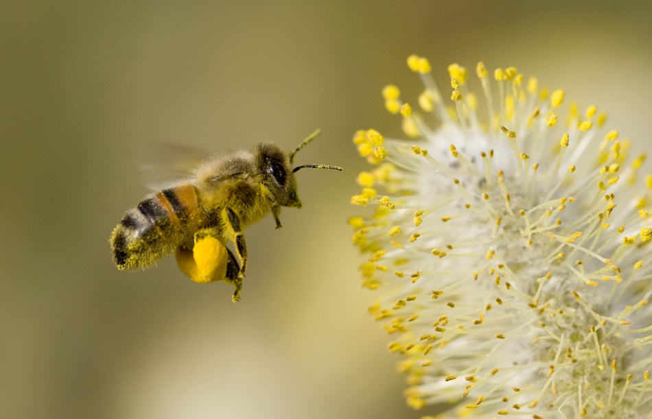 Was sind Blütenpollen? Alles über das Kraftfutter der Bienen