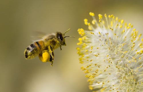 Was sind Blütenpollen? Alles über das Kraftfutter der Bienen