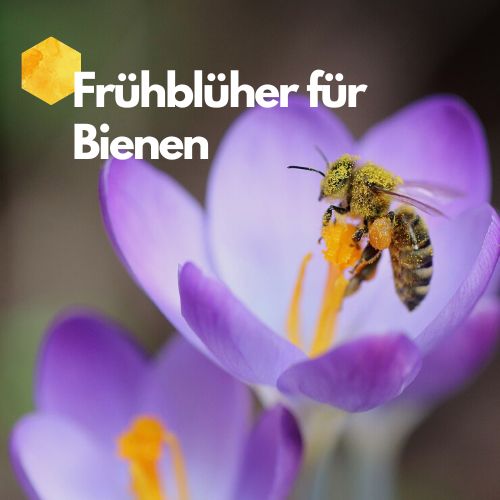 Welche Frühblüher für Bienen? Und warum sie wichtig sind beegut