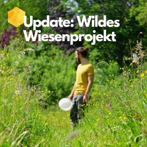 Neue Blühstreifen für unser wildes Wiesenprojekt