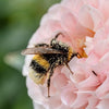 Blumen für Bienen - Das sind die bienenfreundlichsten Blumen