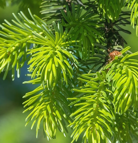 Rezept: Fichtenhonig selber machen