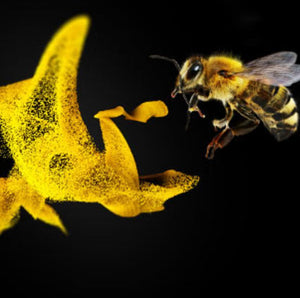 HOBOS – hier kann jeder Bienenforscher sein