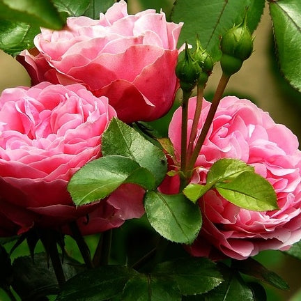 Welche Pflanzen mögen Bienen nicht?