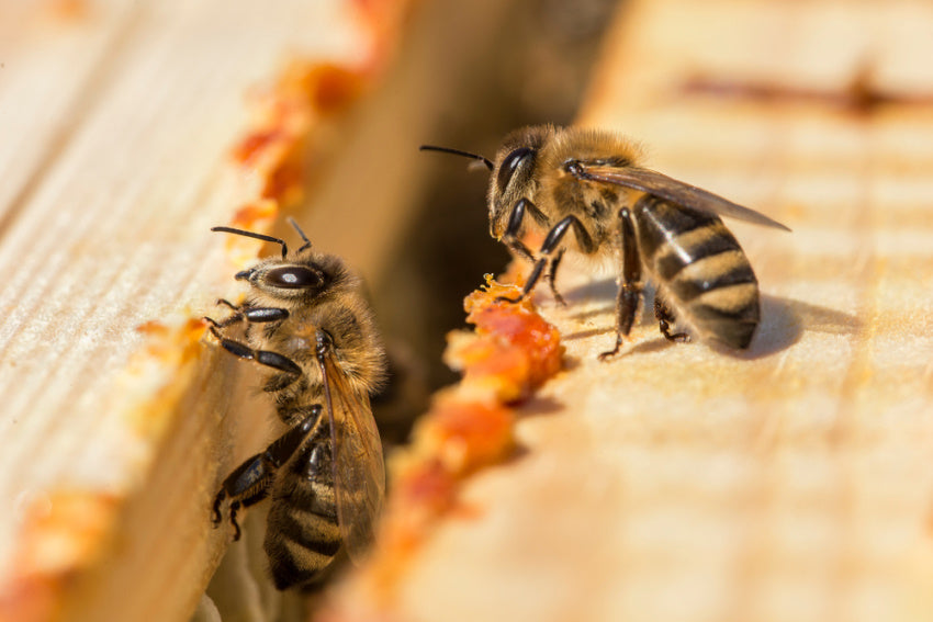 Was ist Propolis? Alles über das faszinierende Schutzharz der Bienen