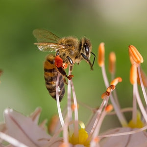 Weltbienentag / World Bee Day 2023 – aktiv für den Bienenschutz rund um den Globus