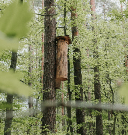 "Wilde Honigbienen" Projekt der Stadtbienen e.V.