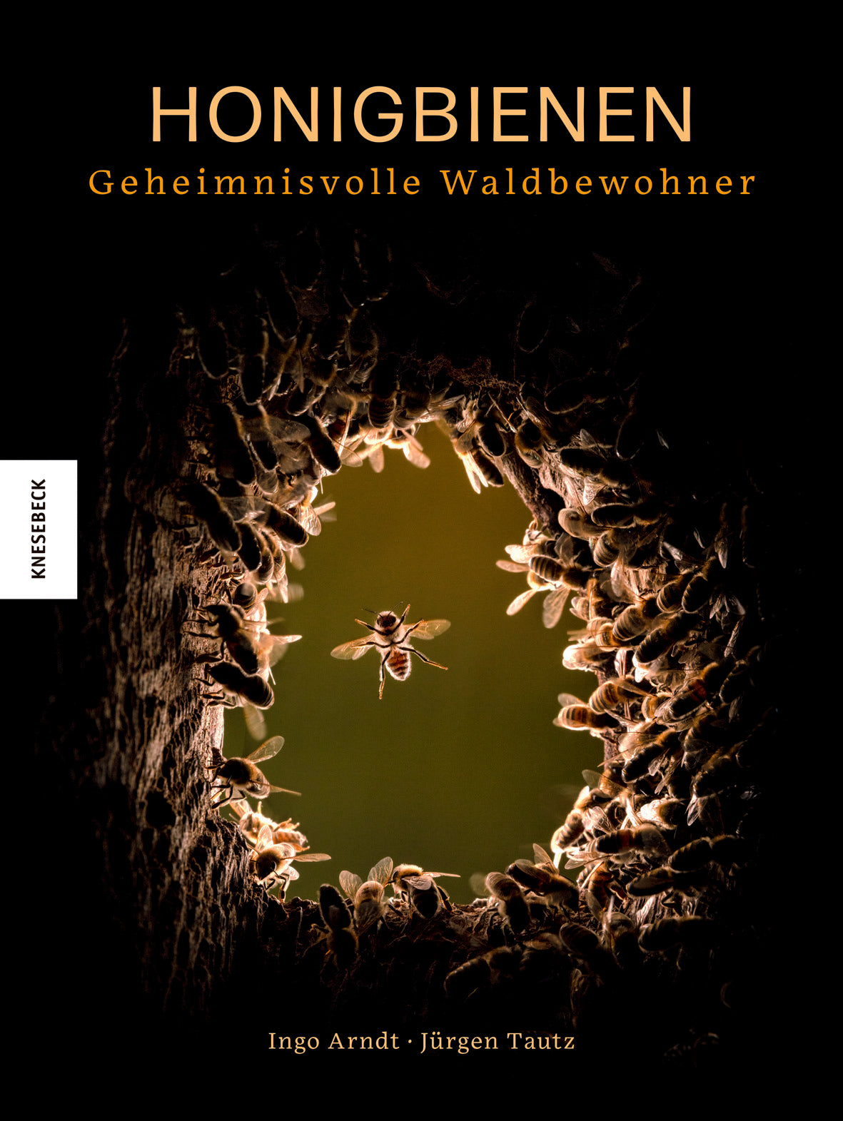 Honigbienen - geheimnisvolle Waldbewohner - Gebundene Ausgabe